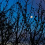 MoonBetweenLeafs