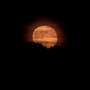 Moon Behind The Trees